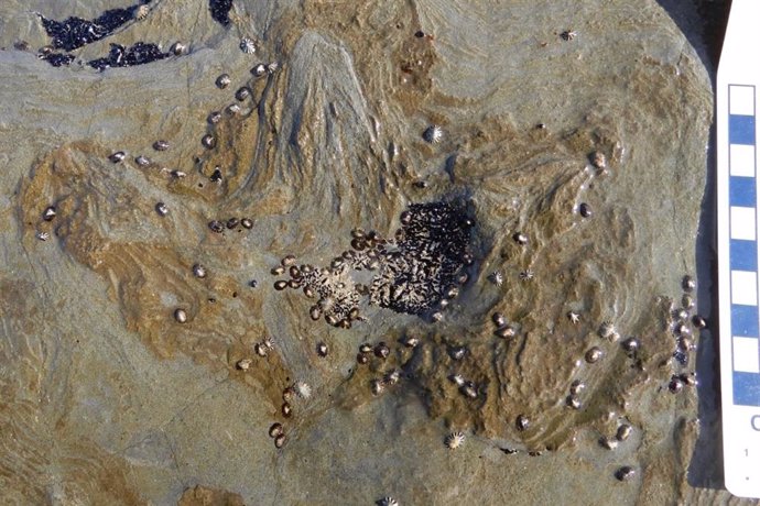 Esta pista de ornitópodo mide 11 centímetros de largo