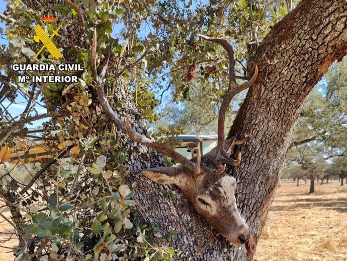 Los furtivos trataron de ocultar en una encina el cuerpo del ciervo abatido.