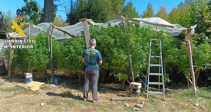 Plantación de marihuana en una finca de Bembibre (León) investigada por la Guardia Civil.