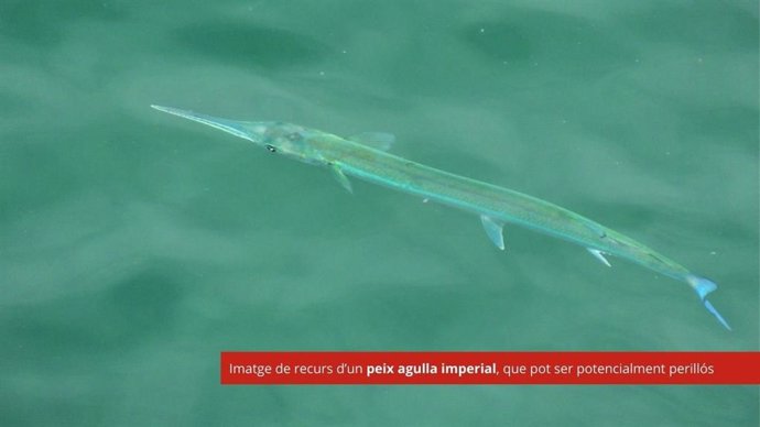 Bandera roja en la Platja Gran de Palamós por la presencia de un pez aguja imperial