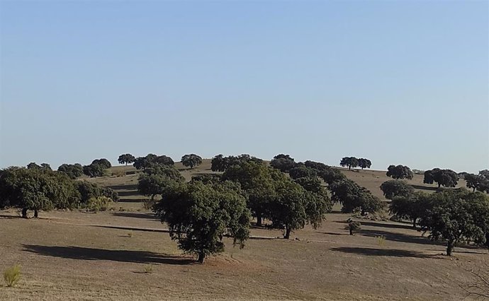 Archivo - Dehesa de encinas en la provincia de Córdoba.