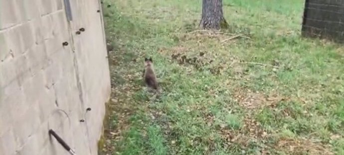 El osezno recogido con quemaduras en Barniedo (León)