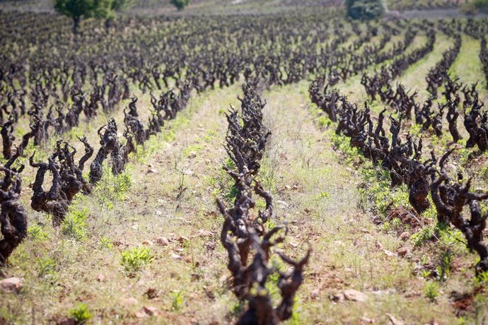 Archivo - Unión de Uniones reclama arranques de viñedos para el sector