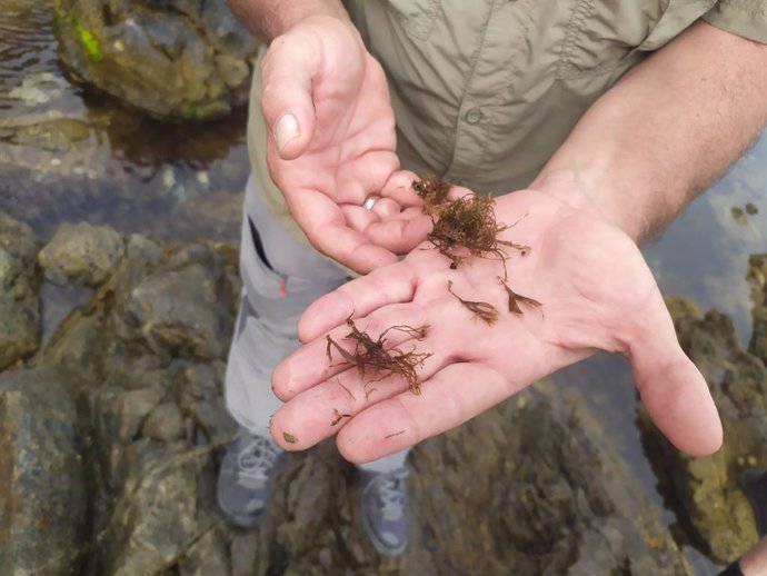 MITECO recoge más de 300 kilos de un alga invasora en Ceuta y propone un protocolo para controlarla.