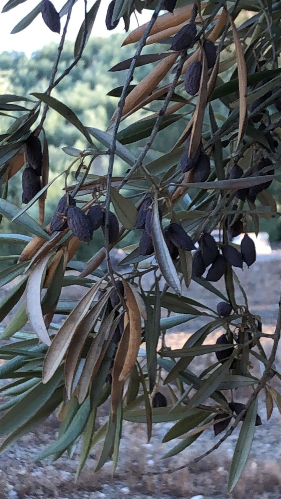 Aceitunas arrugadas en un olivo.