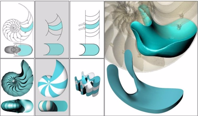 Las células blandas ayudan a explicar por qué, cuando se observa una sección transversal de una concha con cámaras, se muestran esquinas pero la geometría 3D de las cámaras no.