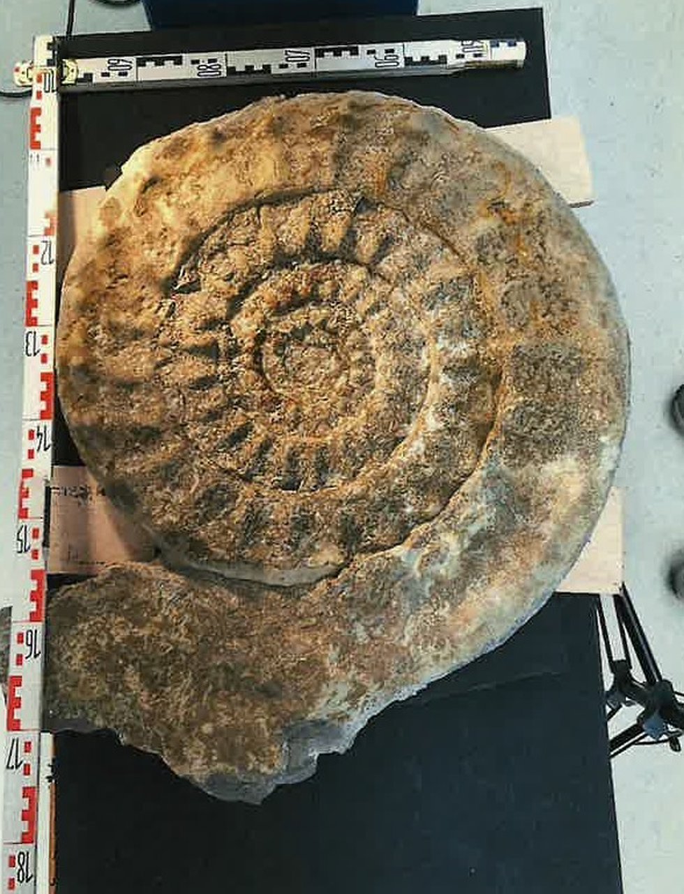 El fósil gigante encontrado en Nanclares de la Oca