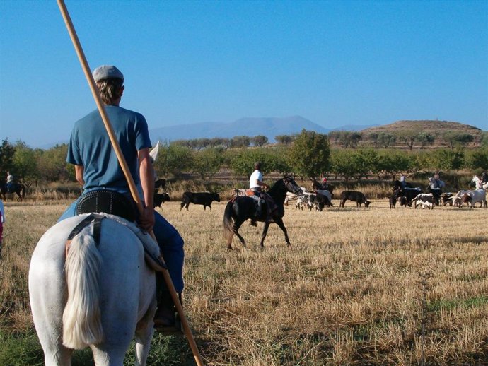 Encierro Andando en Novallas.