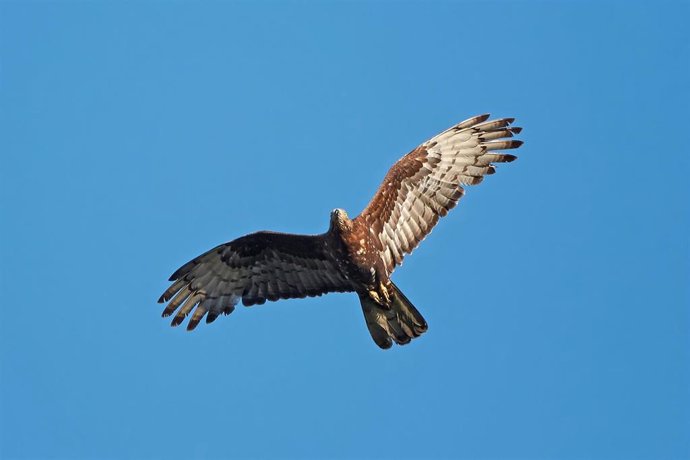 Abejero europeo en vuelo.