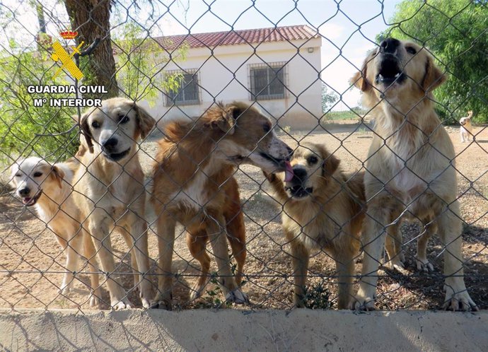 Imagen de los perros rescatados