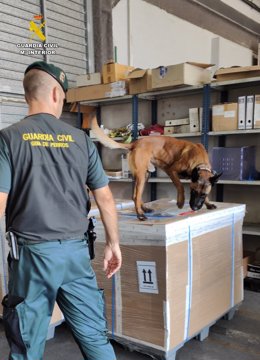 Un perro de la Guardia Civil especializado en la detección de drogas.