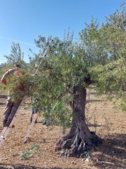 Comienza la campaña de verdeo de la DOP Aceituna Aloreña de Málaga