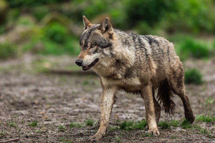 Archivo - Un lobo 