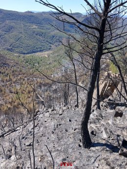 Imagen del punto caliente en el incendio de Cabacés (Tarragona), a 15 de septiembre de 2024