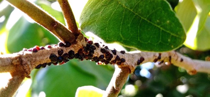 Parasaissetia nigra, plaga en chirimoyo