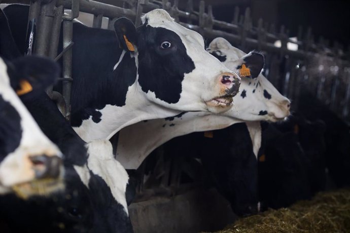 Archivo - Varias vacas en una ganadería de lácteo  