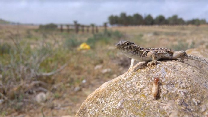 Lagarto (Acanthodactylus beershebensis), una de las especies elegidas en el marco del proyecto