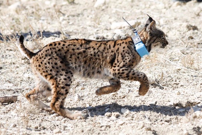 Archivo - Un lince ibérico durante su liberación en el Parque Natural Zarcilla de Ramos, a 23 de febrero de 2024, en Lorca, Región de Murcia (España). 