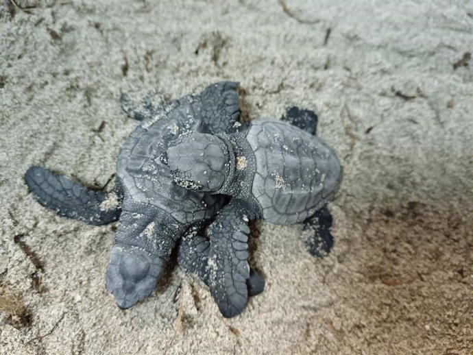 Primer plano de dos de las tortugas bobas recién nacidas en las playas de La Manga.