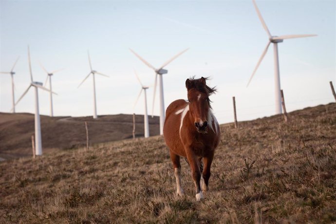 Archivo - Arquivo - Un cabalo pasea no parque eólico de Vilachá, a 15 de marzo de 2024, en Lugo, Galicia (España). Devandito parque, que se atopa entre os concellos lucenses de Ourol e Muras, viu paralizada (polo Tribunal Superior de Xustiza de Galicia)