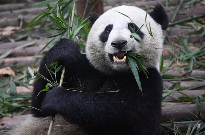 Osa panda gigante