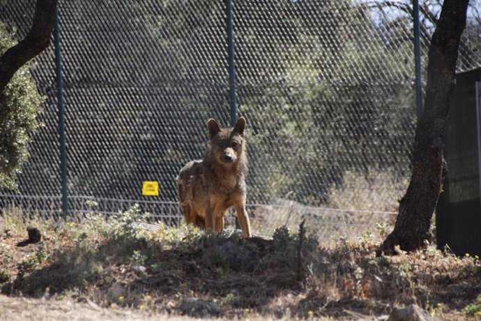 Archivo - Lobo, animal, Borril, naturaleza, 