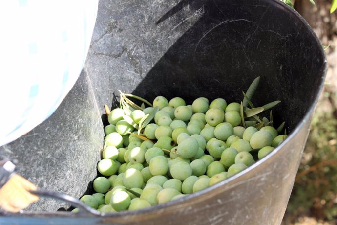 Una de las características que hace única a la aceituna aloreña, además de producirse sólo en Málaga, es su recolección, conocida como "ordeño", que es totalmente manual.