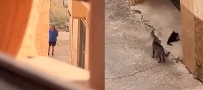 Investigan a un hombre por matar un gato a tiros en Valjunquera (Teruel).