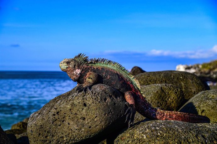 Imagen de fauna en las Islas Galápagos.