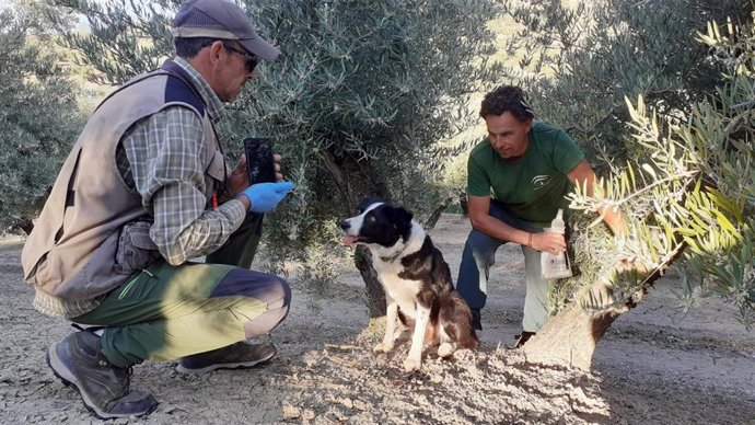 Unidad canina para el seguimiento de las poblaciones de lince ibérico.