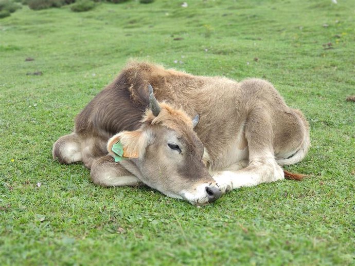 Archivo - Vacas de la raza asturiana de los valles pastando en el entorno de los Lagos de Covadonga.