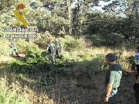 Un dron de la Guardia Civil descubre un cultivo de 700 plantas de marihuana en un barranco de Cáñar (Granada)