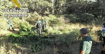 Un dron de la Guardia Civil descubre un cultivo de 700 plantas de marihuana en un barranco de Cáñar (Granada)