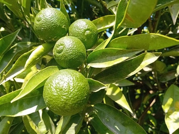 Archivo - Cosecha cítricos