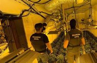 Detenido un hombre tras intervenir casi 1.200 plantas de marihuana en tres casas colindantes en Vícar (Almería)