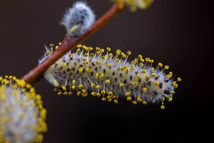 Latam.-Ciencia.-El polen afecta a los patrones de de formación de nubes y precipitación