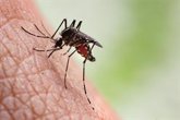 Foto: Cataluña eleva a 8 los casos del brote de dengue autóctono en Tarragona