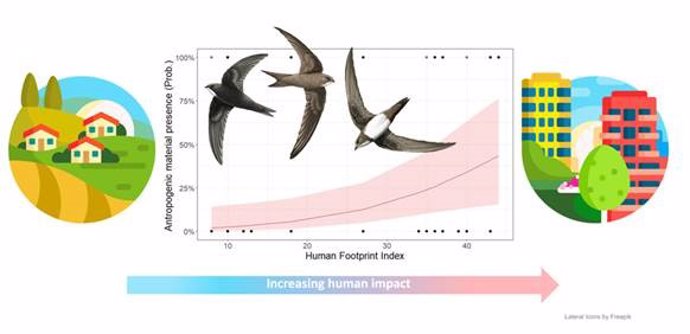 Gráfico del estudio que muestra cómo incrementa la probabilidad de encontrar residuos plásticos en los nidos de vencejos conforme estos se acercan a zonas urbanizadas.