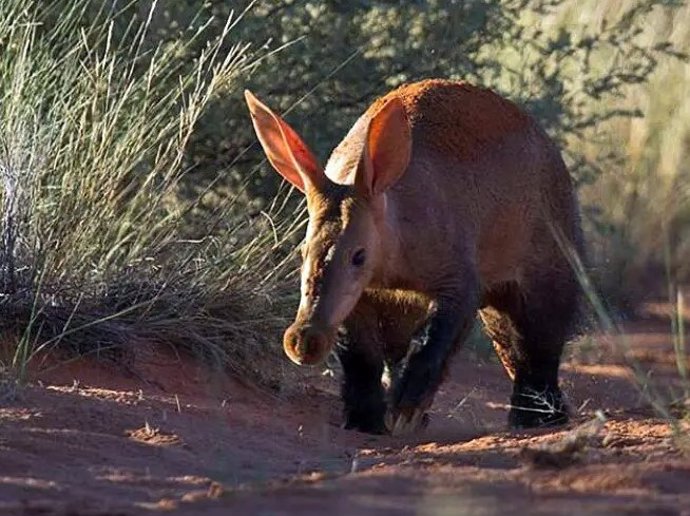 Cerdo hormiguero