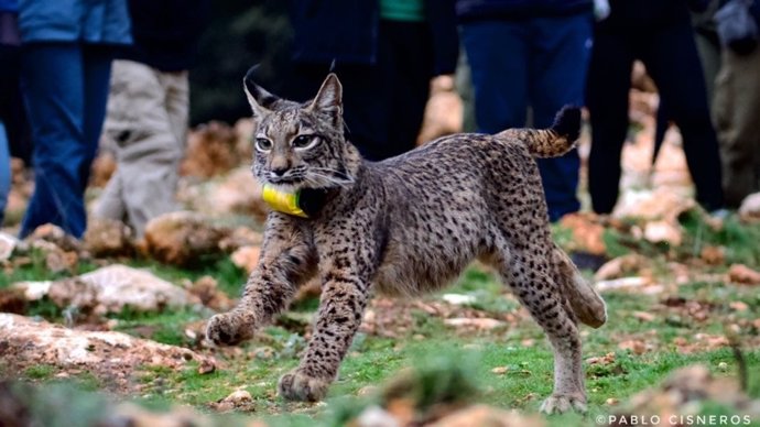 Lince Ibérico reintroducido en la población de Sierra Arana (Granada).