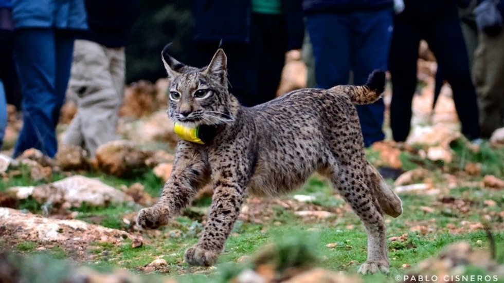Lince Ibérico reintroducido en la población de Sierra Arana (Granada).