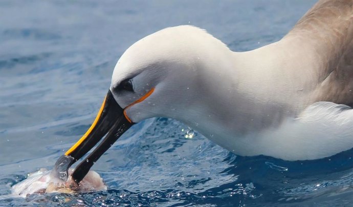 Albatros de pico amarillo del Atlántico alimentándose en la superficie del océano con la captura incidental de la pesca.