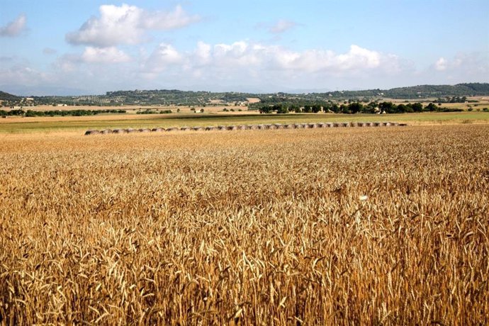 Archivo - Campo agricultor.