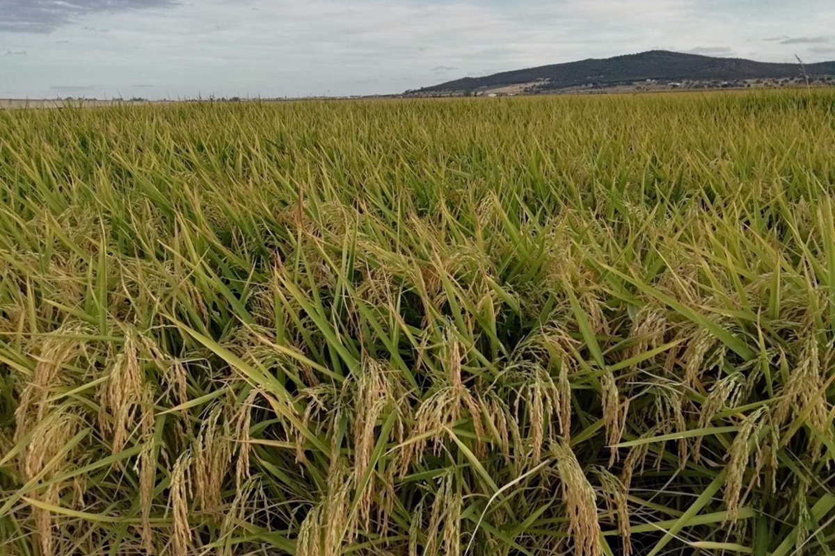 Un total de 561 agricultores de secano, arroz y tomate de C-LM recibirán ayudas extraordinarias de 1,6 millones de euros