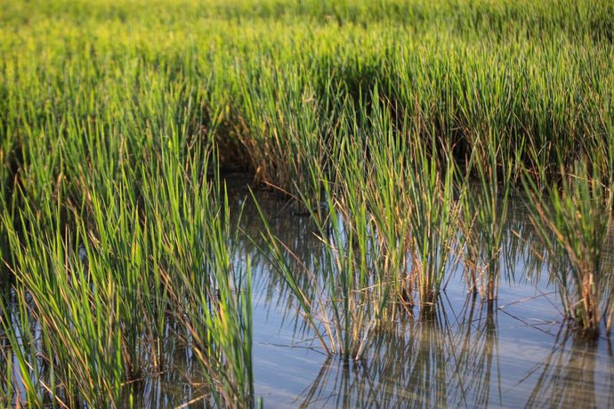 Archivo - Imagen de archivo de un campo de arroz.