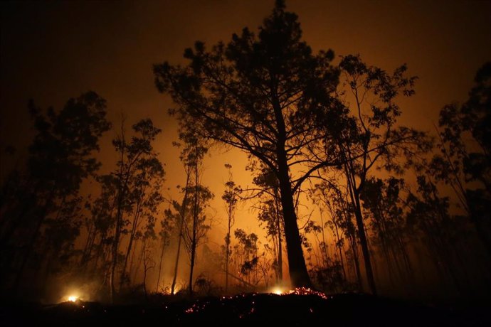 Archivo - Árboles de eucalipto arden durante el incendio, a 12 de octubre de 2023, en Vidal, Trabada, Lugo, Galicia (España). La proximidad del incendio a núcleos de población ha obligado a declarar la denominada 'situación 2' en el ayuntamiento lugués de