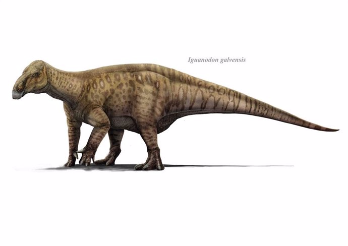 Ilustración de 'Iguanodon galvensis'.