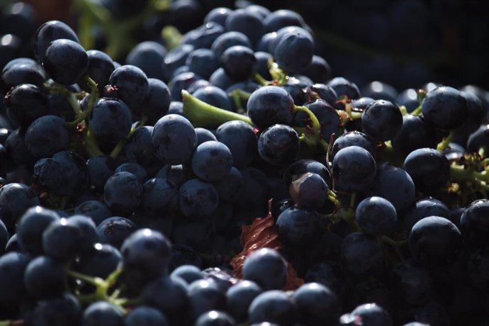 Archivo - Uvas en el viñedo familiar de Javier Ruiz Barricarte, a 17 de septiembre de 2021, en Aldeanueva de Ebro, Comarca de Alfaro, La Rioja (España). El viñedo familiar de Javier Ruiz Barricarte fue plantado hace 41 años y actualmente cuenta con una pl