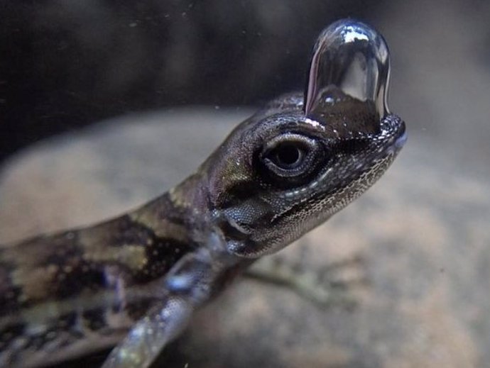 Anolis de agua con burbuja