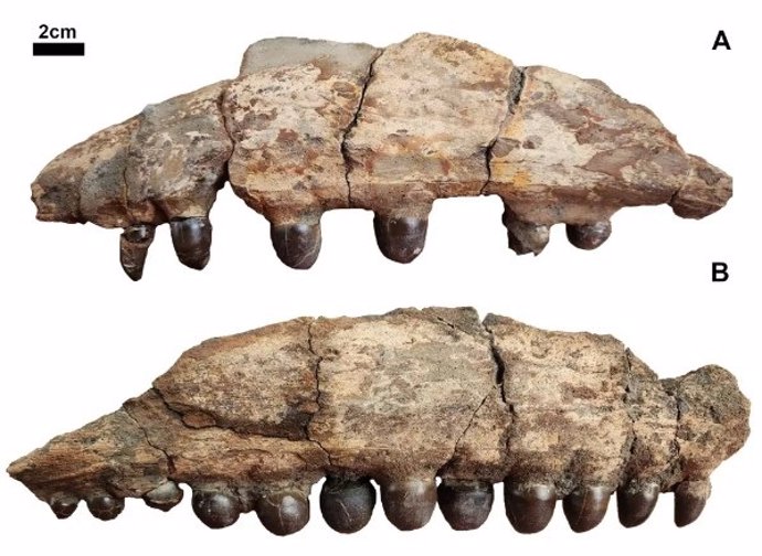 Los dientes globulares del mosasaurio eran perfectos para triturar conchas.